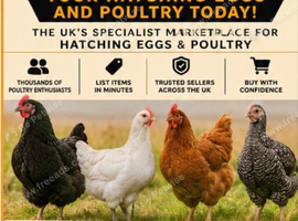 Sell your poultry and hatching eggs ducks etc