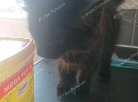 Loving and playful kittens - One Male and One Female