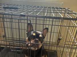 French Bulldog female