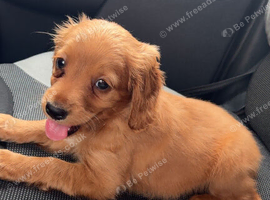 Cockapoo puppy