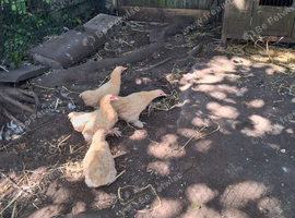 Pure breed bantams.