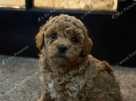 Maltipoo puppies!!