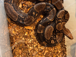 Common boa
