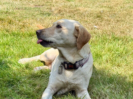 7 Years Old Yellow Labrador Retreiver