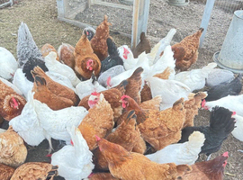 Chicken for sale in Essex