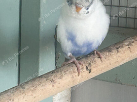Budgies