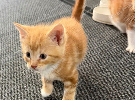 Ginger and 3 tabby kittens