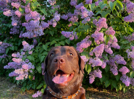 Family dog wanted