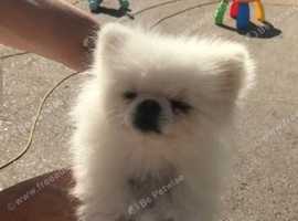 Beautiful White Pomeranian Boy