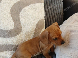 2 Girls dachshund