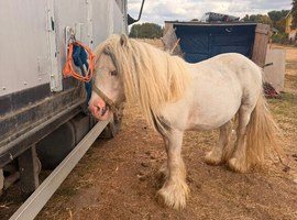 Super cute mini cob