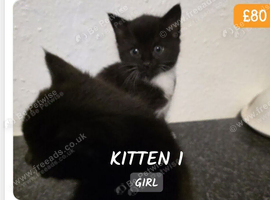 Tabby kittens