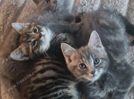 2 Beautiful friendly half ragdoll tabby girl kittens