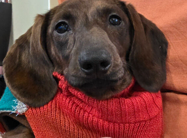 KC Registered mini smooth dachshund red brindle