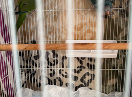 1 pair of cocktails and 1 pair of parakeet parrots