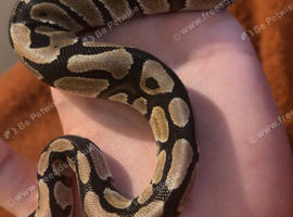 Baby Royal python with full set up
