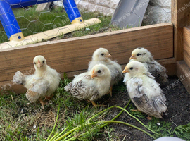 5 silked serama chicks