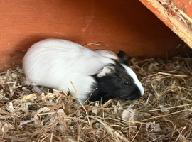 guinea pigs boy