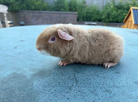 Pure Teddy boar