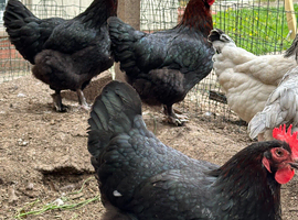 Black copper Maran hens