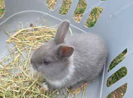 Netherland Dwarf Male