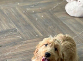Liquorice apricot girl is looking for the right home