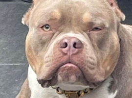 Beautiful lilac tri male pocket bully
