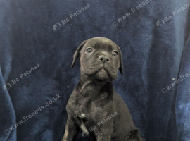 6 Cane Corso Puppies &ndash; 2 Males & 4 Females