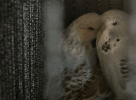 Young budgies