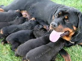 Gorgeous litter of pups to good homes