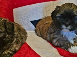 Lhasa apso/shih tzu