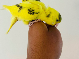 Hand reared budgies for sale