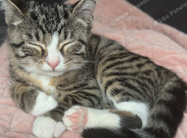 2 female kittens