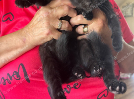 black kitten for good home