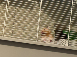 I have a syrain hamster for sale