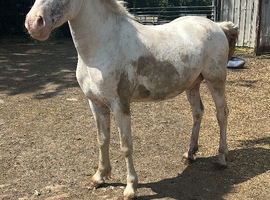 Welsh / Appaloosa gelding for sale