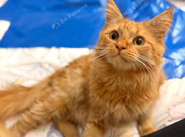 Maine coon