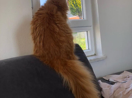 Ginger Maine Coon Girl
