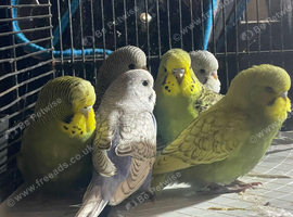 Young Budgies