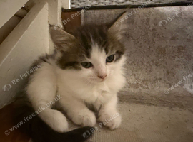 Two kittens