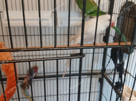 2 Indian Ringneck parakeets