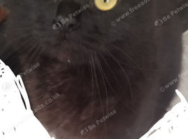 Boy cat for sale
