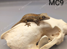 Red & Orange Stripe Gargoyle Gecko CB26
