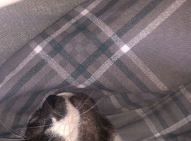 Patch Looking For A New Home