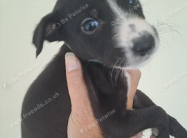 Saluki gray