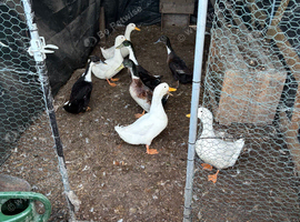 Mixture of ducks