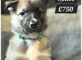 Siberian Husky X Belgian Malinois Puppies