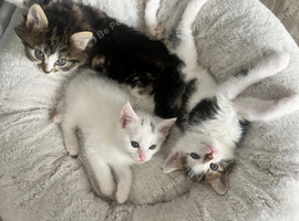 Three fluffy kittens!