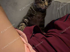Maicon &times; Bengal Male Kitten