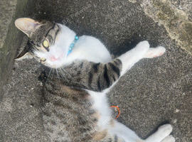 Male cat 3 years old